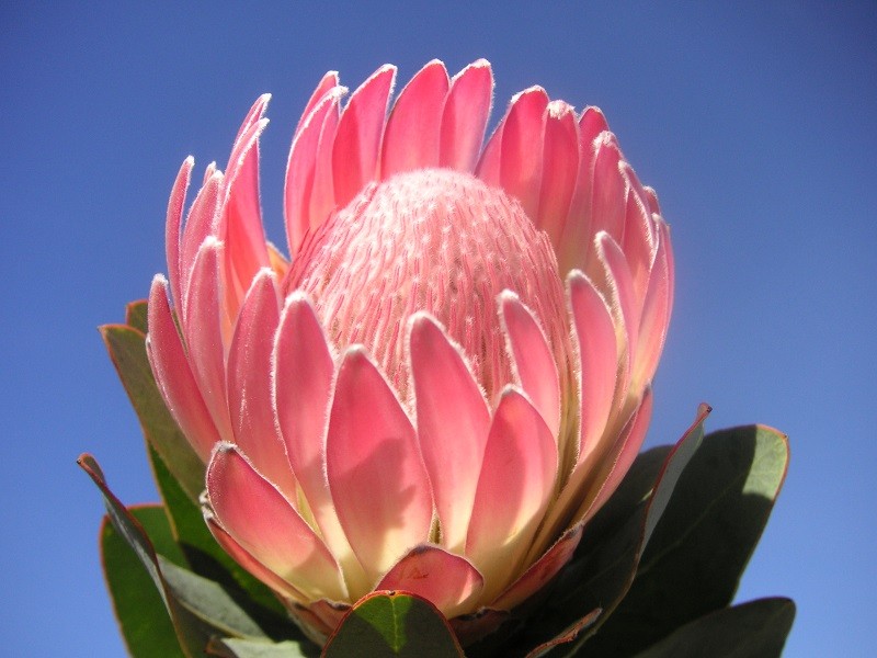 Kham pha thu vi loai hoa Protea - quoc hoa xu Nam Phi-Hinh-3