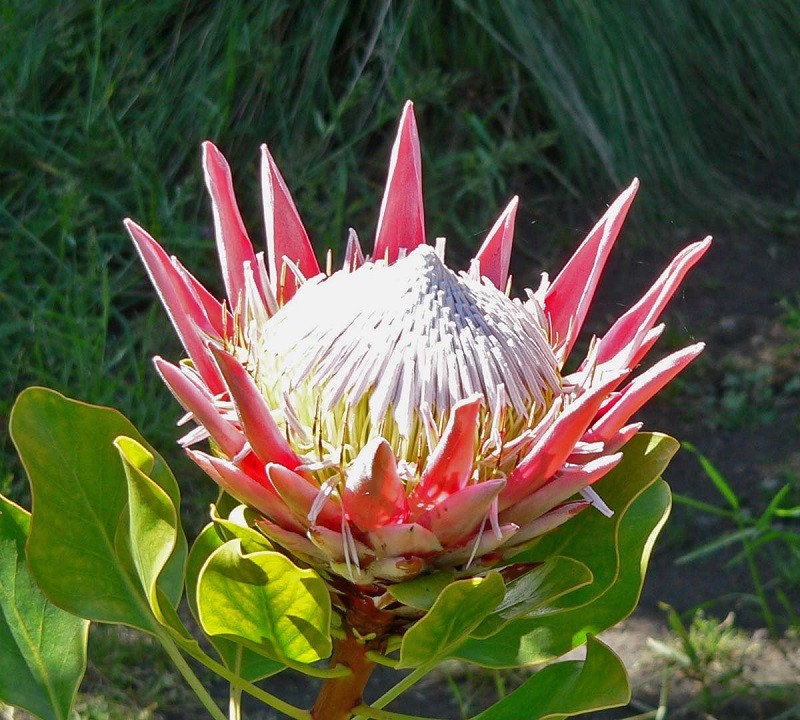 Kham pha thu vi loai hoa Protea - quoc hoa xu Nam Phi-Hinh-4
