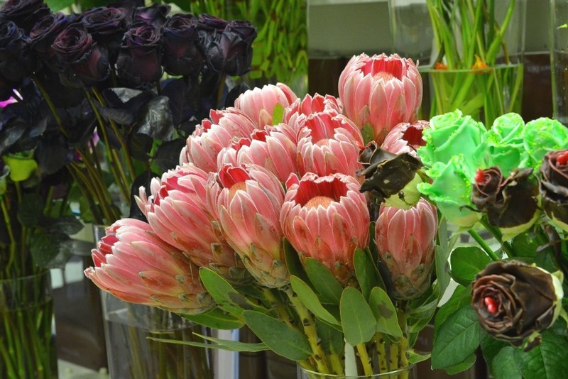Kham pha thu vi loai hoa Protea - quoc hoa xu Nam Phi-Hinh-5