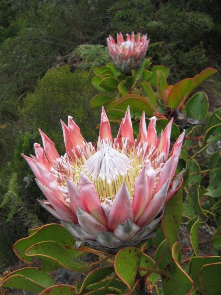 Kham pha thu vi loai hoa Protea - quoc hoa xu Nam Phi-Hinh-6