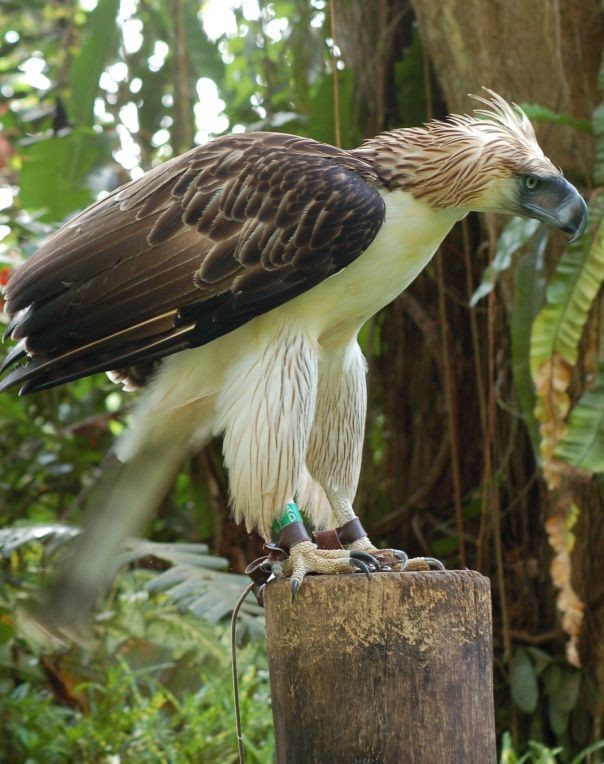 Thu vi dai bang co dau cuc “ho bao”, quoc dieu Philippines-Hinh-6