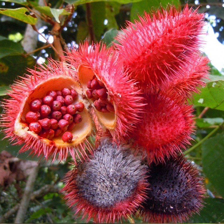 Giai ma cay qua giong chom chom nhung khong an duoc o Viet Nam