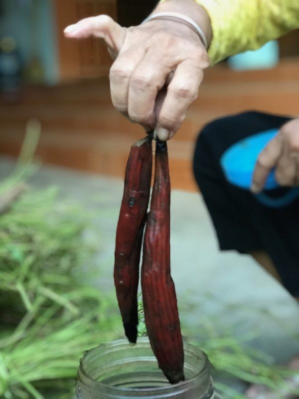 Su that choang loai cay duoc nguoi Mong Tay Bac ton sung-Hinh-5