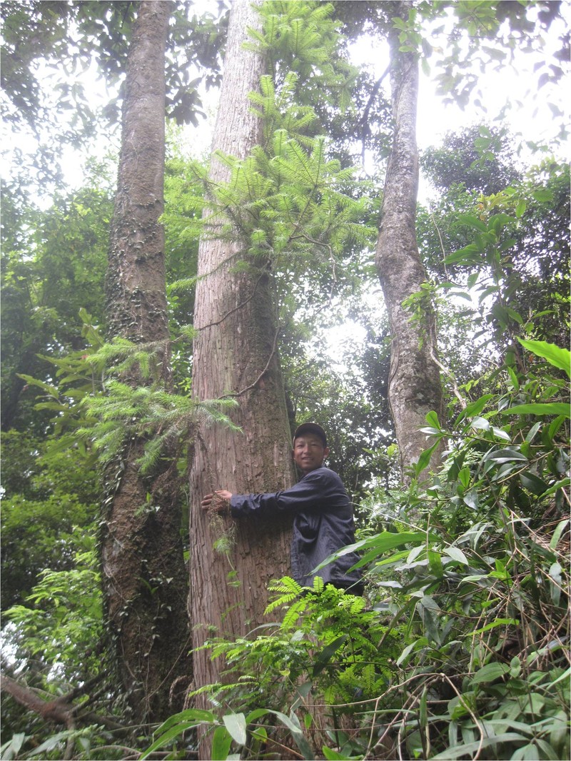 Kham pha it ai ngo ve loai cay bieu tuong vung cao phia Bac-Hinh-5