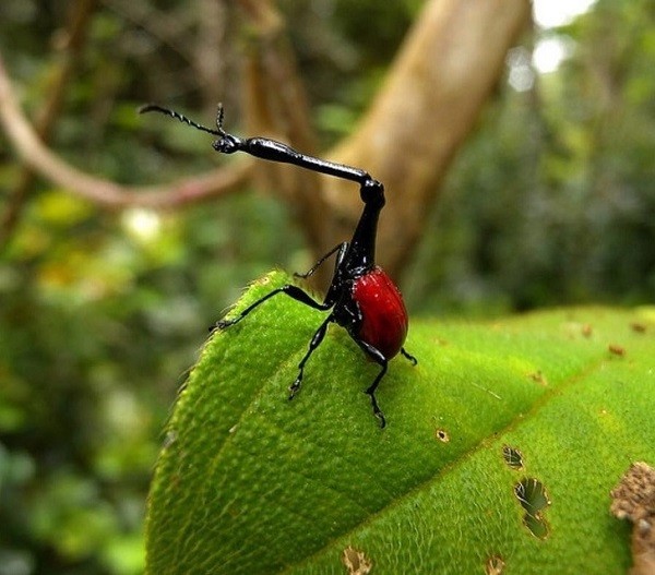 Bat ngo voi 14 loai dong vat ky di, khong ai tin chung ton tai-Hinh-10