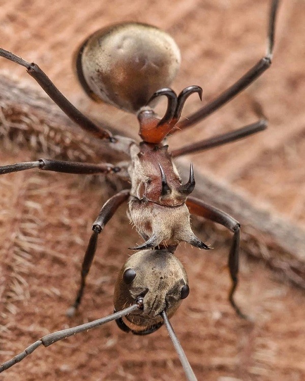 Bat ngo voi 14 loai dong vat ky di, khong ai tin chung ton tai-Hinh-6