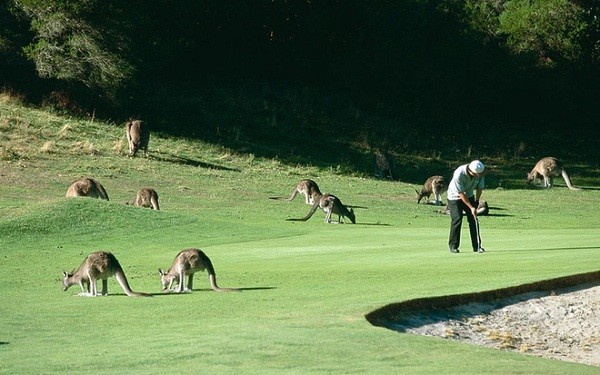 Choi golf cung 300 con kangaroo tai Australia