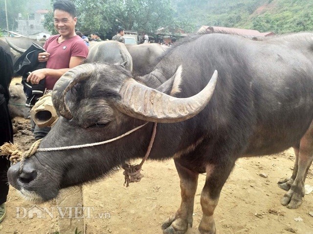 Tran 2 dau, trau 3 sung hoa ra khong hiem o Viet Nam