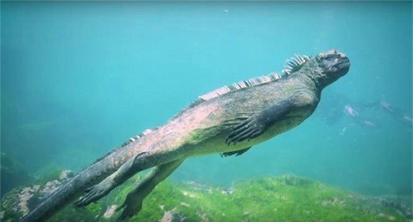 Quai vat Godzilla ngoai doi thuc hoa ra o ngay gan con nguoi-Hinh-10