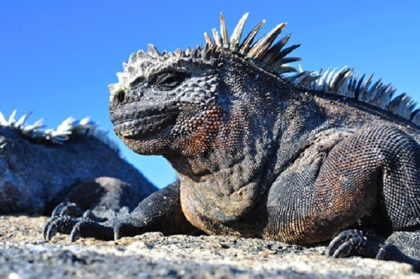 Quai vat Godzilla ngoai doi thuc hoa ra o ngay gan con nguoi-Hinh-5