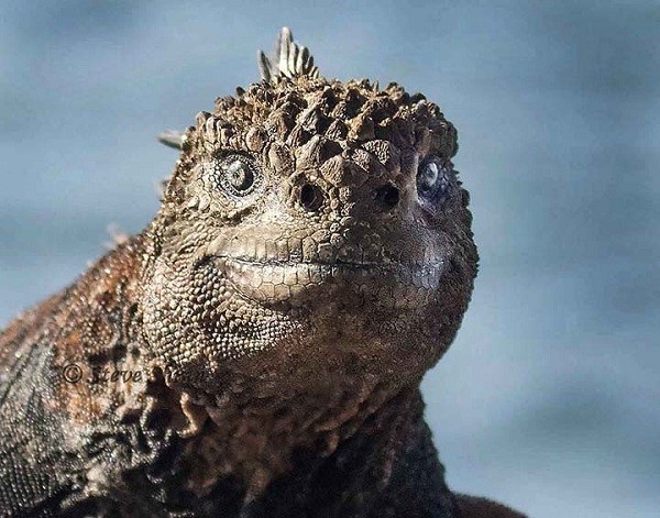 Quai vat Godzilla ngoai doi thuc hoa ra o ngay gan con nguoi-Hinh-7