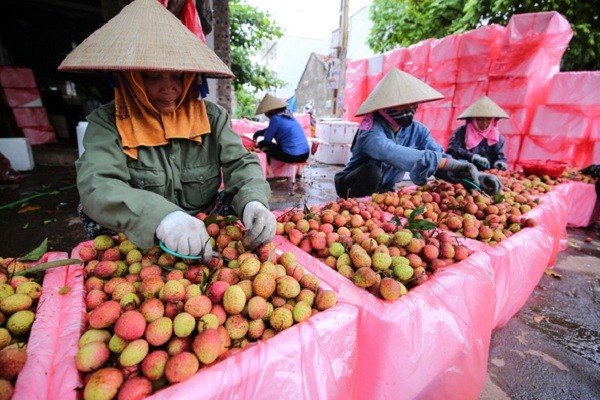 Can canh quy trinh xu ly vai thieu truoc khi... xuat ngoai-Hinh-2