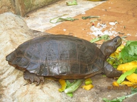 “Nhan dien” rua sen vang quy hiem vua xuat hien o Binh Duong-Hinh-3