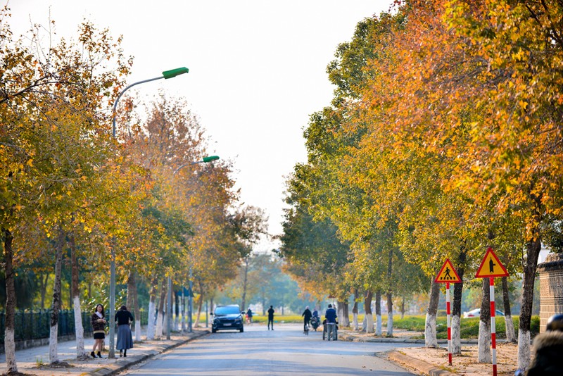 Kham pha hang phong la do giua Ha Noi khien dan tinh ngat ngay-Hinh-16