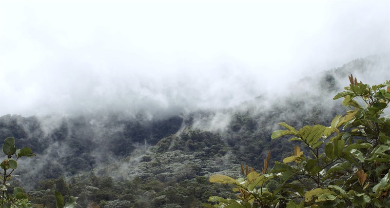 Bat ngo tim thay ba loai lan moi o Ecuador: Toan loai quy hiem!-Hinh-10