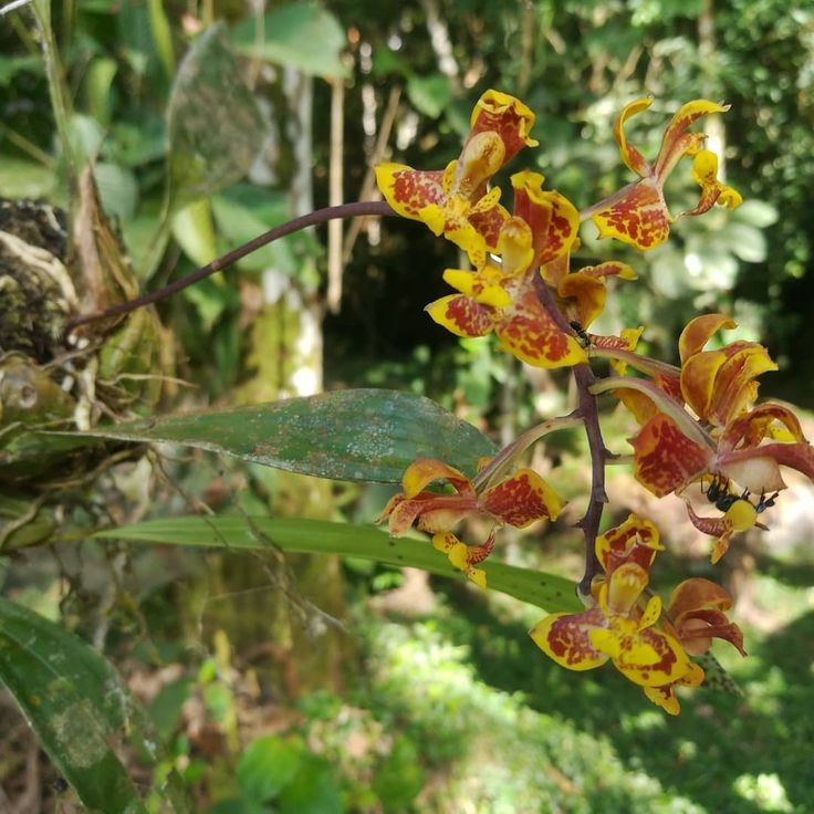 Bat ngo tim thay ba loai lan moi o Ecuador: Toan loai quy hiem!-Hinh-8