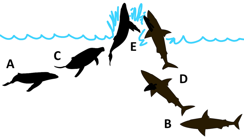 Bang chung to cao quai vat Megalodon dien cuong tan cong ca voi-Hinh-4