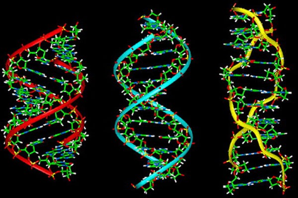 DNA va nhung cau chuyen bat ngo thu vi