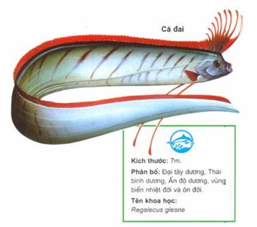 Diem danh cac loai ca dep da, bo tang cho ban gai-Hinh-4