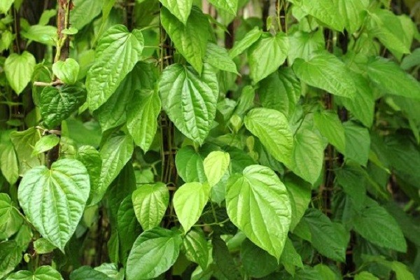 Tuyet chieu tri dau rang ngay tuc thi voi nguyen lieu re tien-Hinh-2