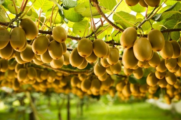 5 loai trai cay hang dau cuc tot cho nguoi benh ung thu gan-Hinh-9