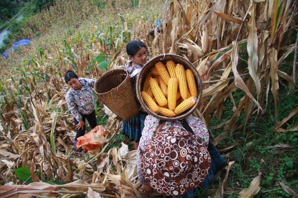 Kham pha banh lao khoai doc dao ngay Tet cua dan toc Mong-Hinh-5