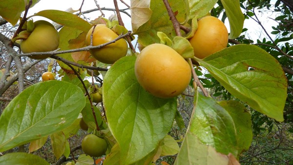 Su that bat ngo ve loai qua duoc vi “tuong duong muoi vi thuoc”-Hinh-8