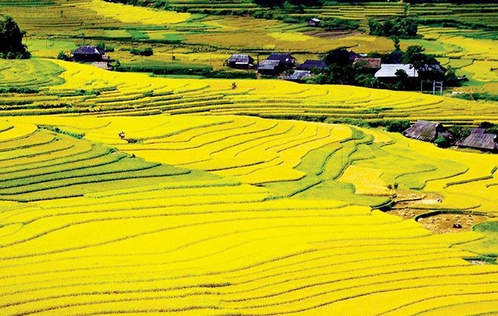 Nhung canh dong ong a mua lua chin hut hon du khach