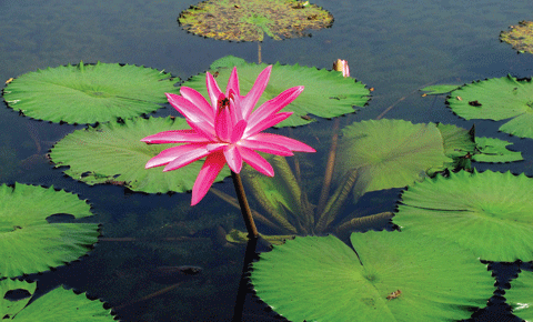 Bai thuoc chua benh ky dieu tu hoa sung mien Tay-Hinh-8