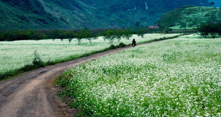 Dam minh trong nhung canh dong hoa tuyet dep ngay gio ve-Hinh-5