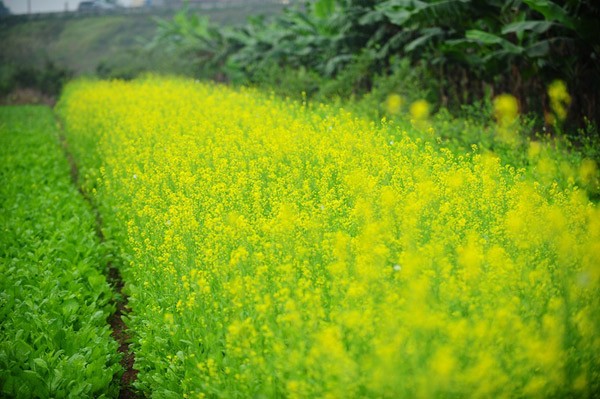 Dam minh trong nhung canh dong hoa tuyet dep ngay gio ve-Hinh-8