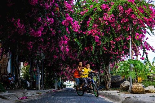Lac vao cung duong hoa giay dep nhat Nha Trang-Hinh-6