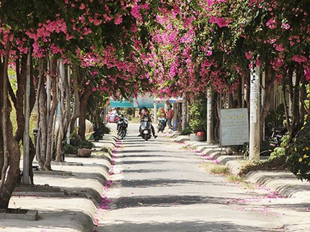 Lac vao cung duong hoa giay dep nhat Nha Trang-Hinh-8