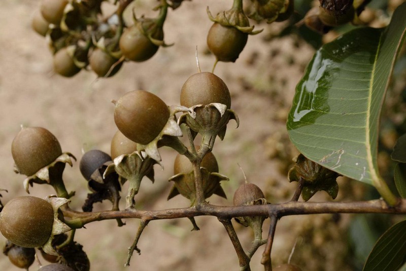 Bat ngo bai thuoc chua benh tu hoa bang lang-Hinh-6