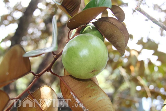 Bai thuoc chua benh cuc tot tu cay vu sua ban nen biet