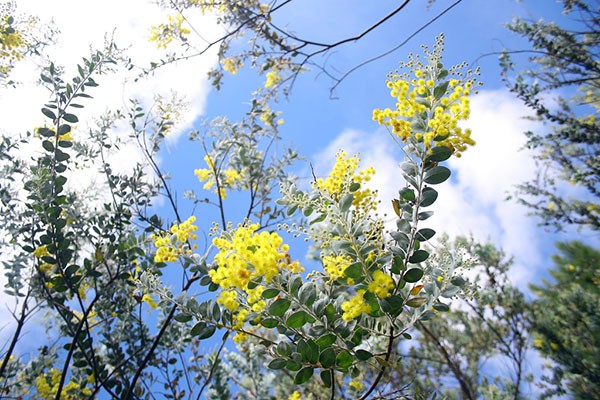 Den Da Lat mua thay ao moi voi sac vang mimosa ruc ro-Hinh-10