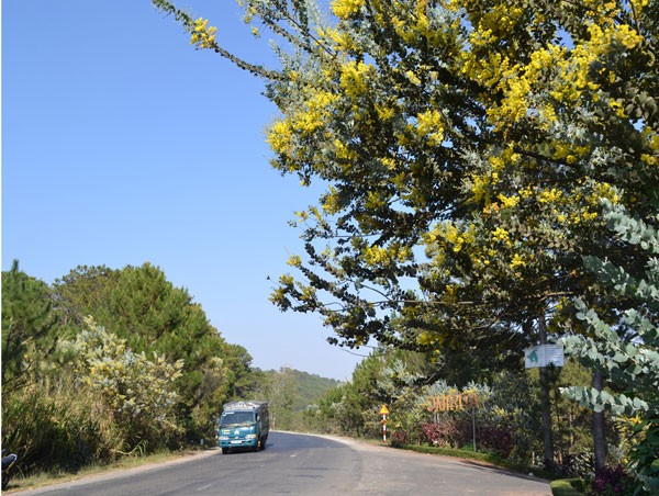 Den Da Lat mua thay ao moi voi sac vang mimosa ruc ro-Hinh-7