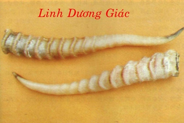 Bai thuoc quy chua benh tot tu cac loai sung dong vat