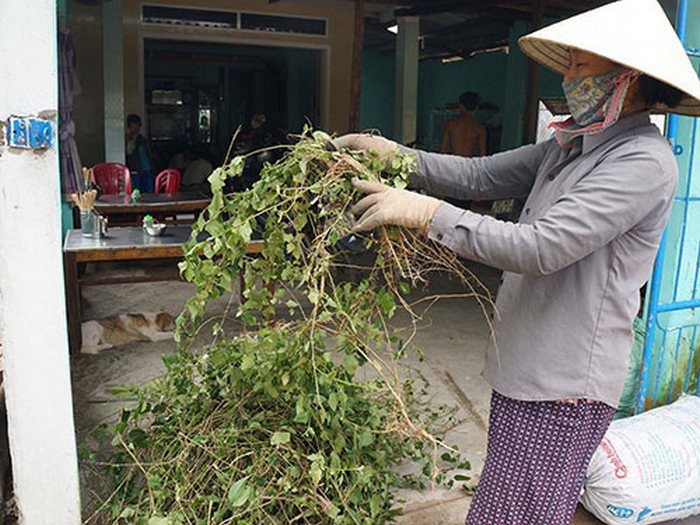 Bai thuoc hay chua benh bat ngo tu cac loai cay co doc-Hinh-4