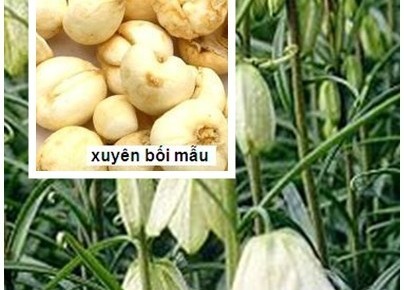 6 mon an bai thuoc tot tu luon chua benh lao phoi-Hinh-4