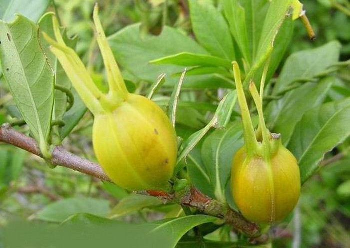 Bai thuoc chua benh gan huu hieu tu cac loai qua-Hinh-8