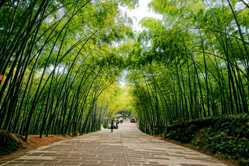 Bai thuoc chua benh cuc hay tu nhung loai cay lam hang rao-Hinh-7