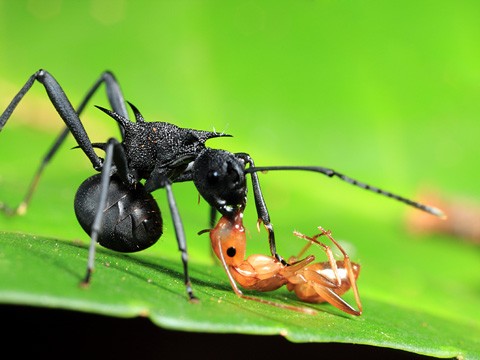 Bai thuoc chua benh tu cac loai dong vat co noc doc-Hinh-13