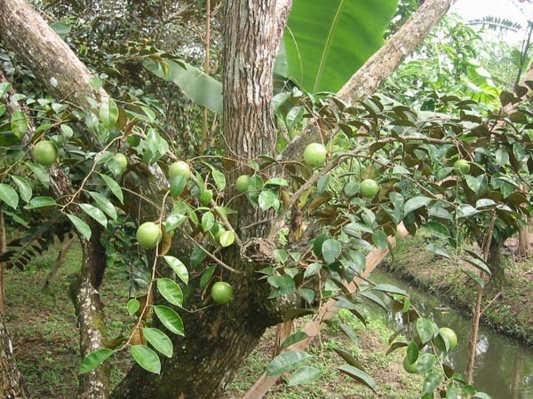 Bai thuoc tu cay vu sua tri da day tot gap 10 lan thuoc-Hinh-5