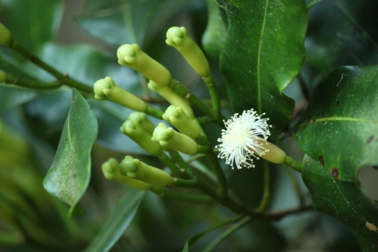 Bai thuoc tu nhien chua o hoi, o chua nhieu tai nha-Hinh-5