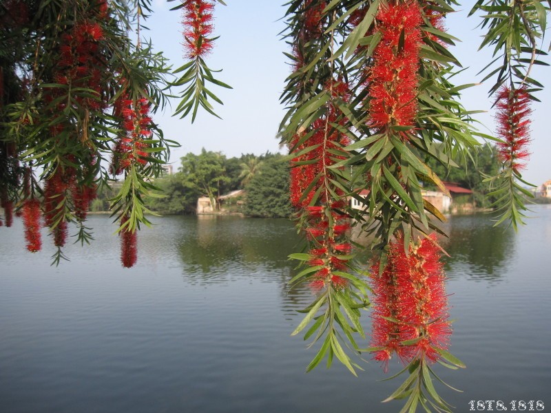 Khong ngo cay lieu lai chua duoc nhieu benh nhu the nay-Hinh-2