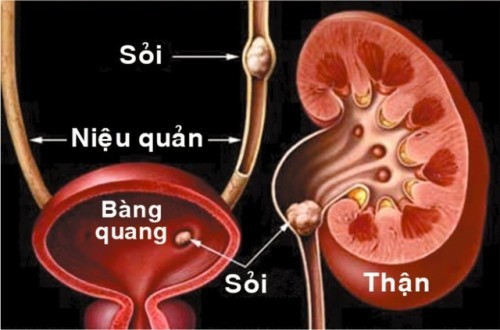 Bai thuoc tri benh tieu duong tu nhung cay song duoi nuoc-Hinh-2