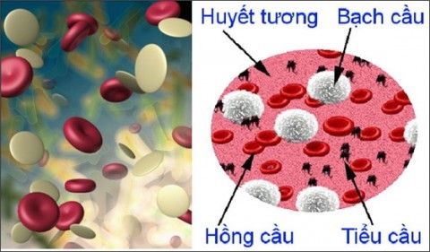 Bai thuoc bo mau tuyet voi tu nhung loai hat co mau do-Hinh-4