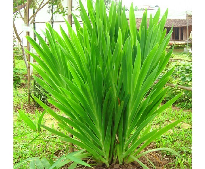 Bai thuoc thien nhien chua khan tieng mat giong hai ngay la khoi-Hinh-3