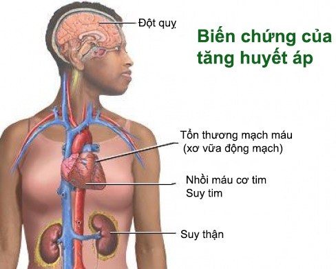 Ha thu o do - than duoc bo mau cho phu nu va nguoi cao tuoi-Hinh-7